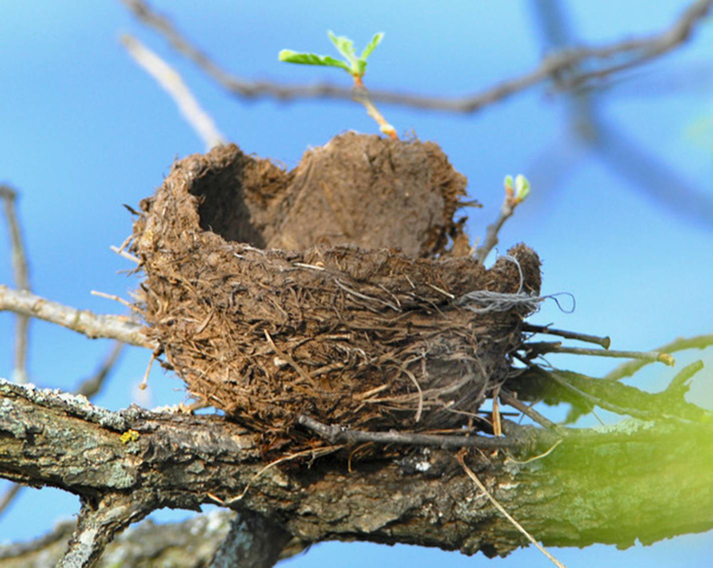 Robin's nest.