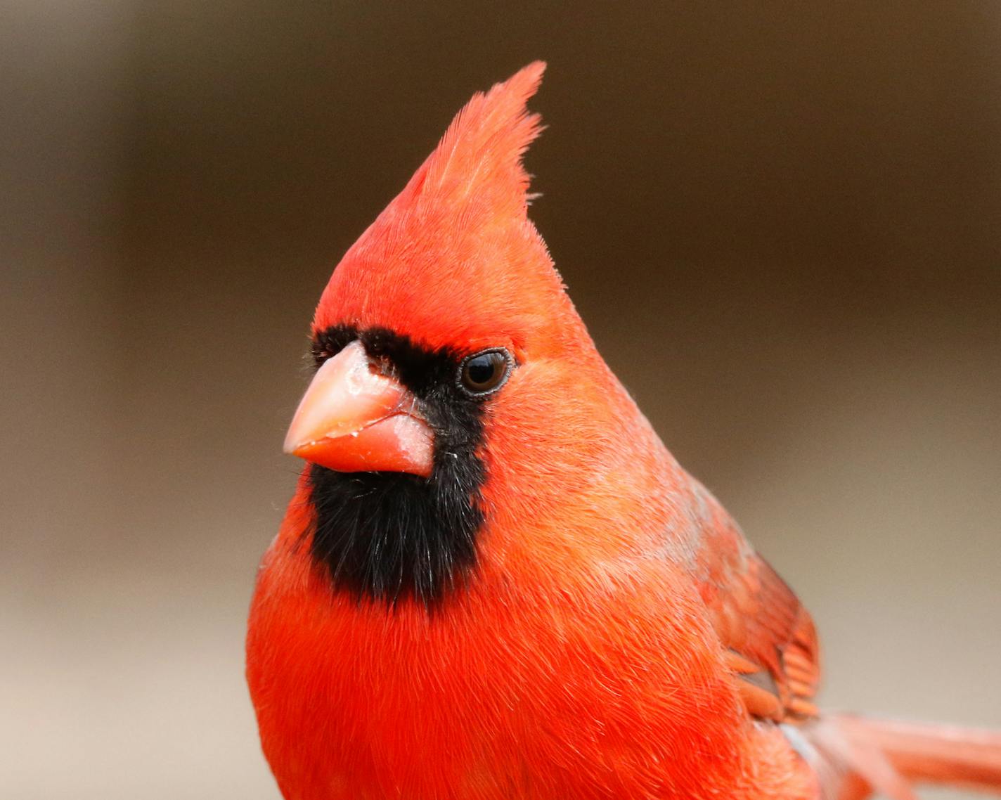 Male cardinals are intensely red.