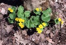 -- The lush colors of the marsh marigold brighten a forest floor littered with last fallís leaves.