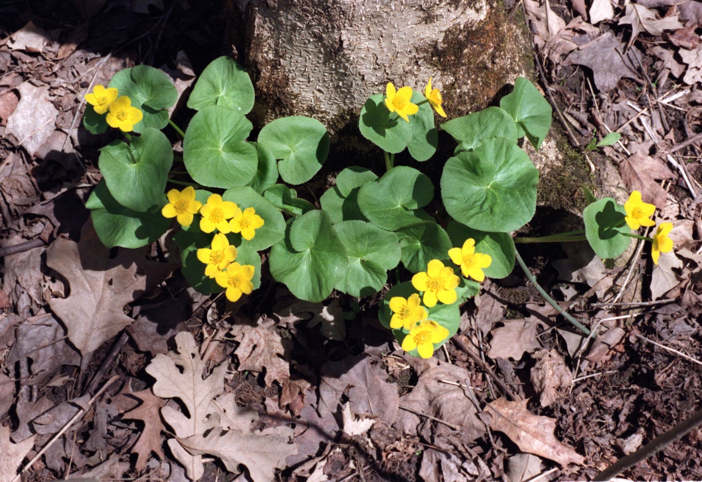 -- The lush colors of the marsh marigold brighten a forest floor littered with last fallís leaves.