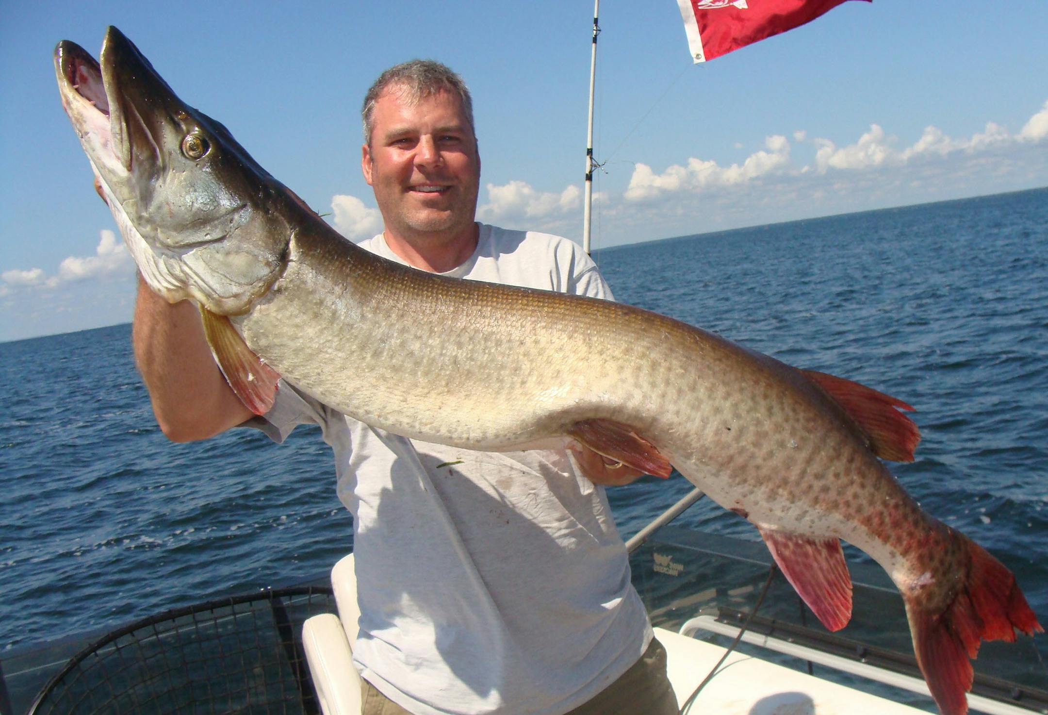 Hi Doug, Randy Johnson wanted me to get in touch with you to share some pictures and story of my recent catch. This muskie was caught on July 29th on Mille Lacs lake while fishing with Muskie Guide (Mr. Muskie) Gene Miller. We fished all day Friday and Saturday with one lost fish on Saturday night. For some of us, the fever set in, but for two of my two cousins, they had enough and headed for home. I stayed on the boat for an early quick trip on Sunday with my last remaining cousin Rob Thomas an