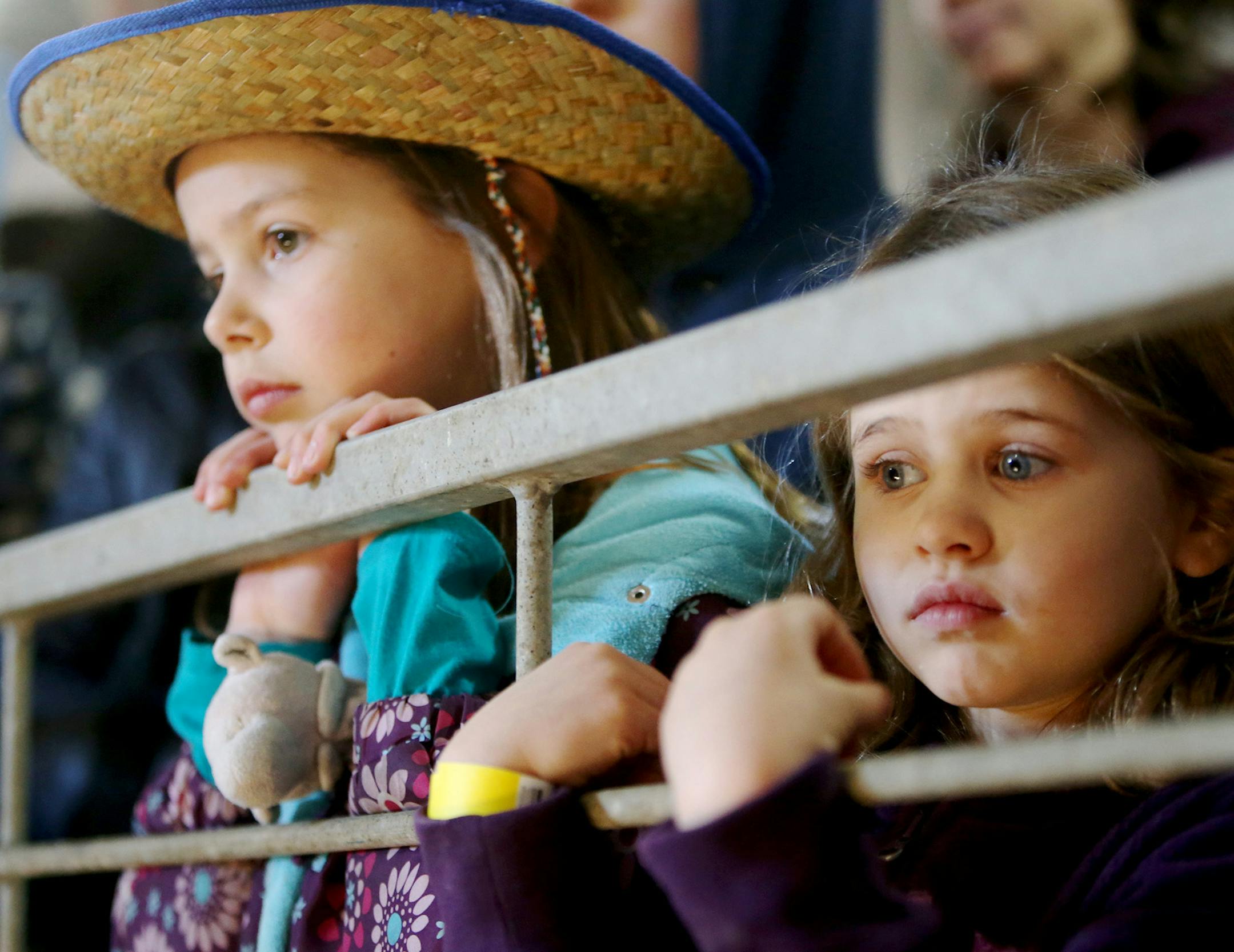 The annual sheep shearing at Gale Woods Farm, part of the Three Rivers Park District, Saturday, March 14, 2015, in Minnetrista, MN. Here, best friends, Emma Larson, 7, left, and Clara Birr, right, botho of Plymouth, watch the shearing.](DAVID JOLES/STARTRIBUNE)djoles@startribune.com Watch the annual sheep shearing. Meet the sheep and learn how wool is processed from sheep to sweater through skirting, washing, carding, spinning and weaving demonstrations.**Emma Larson, Clara Birr,cq