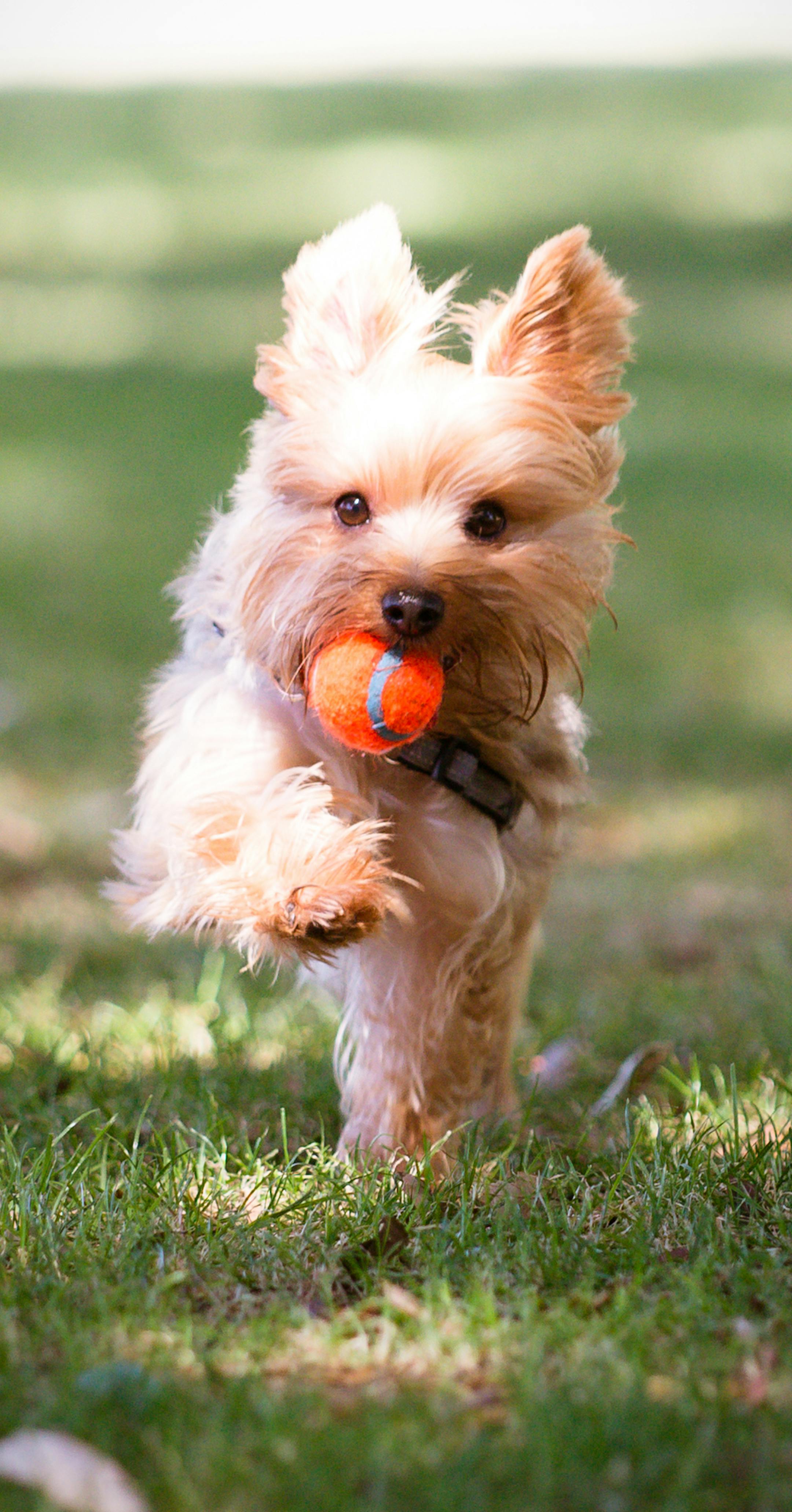 Yorkshire Terrier Running on a Grass Field Playing Fetch