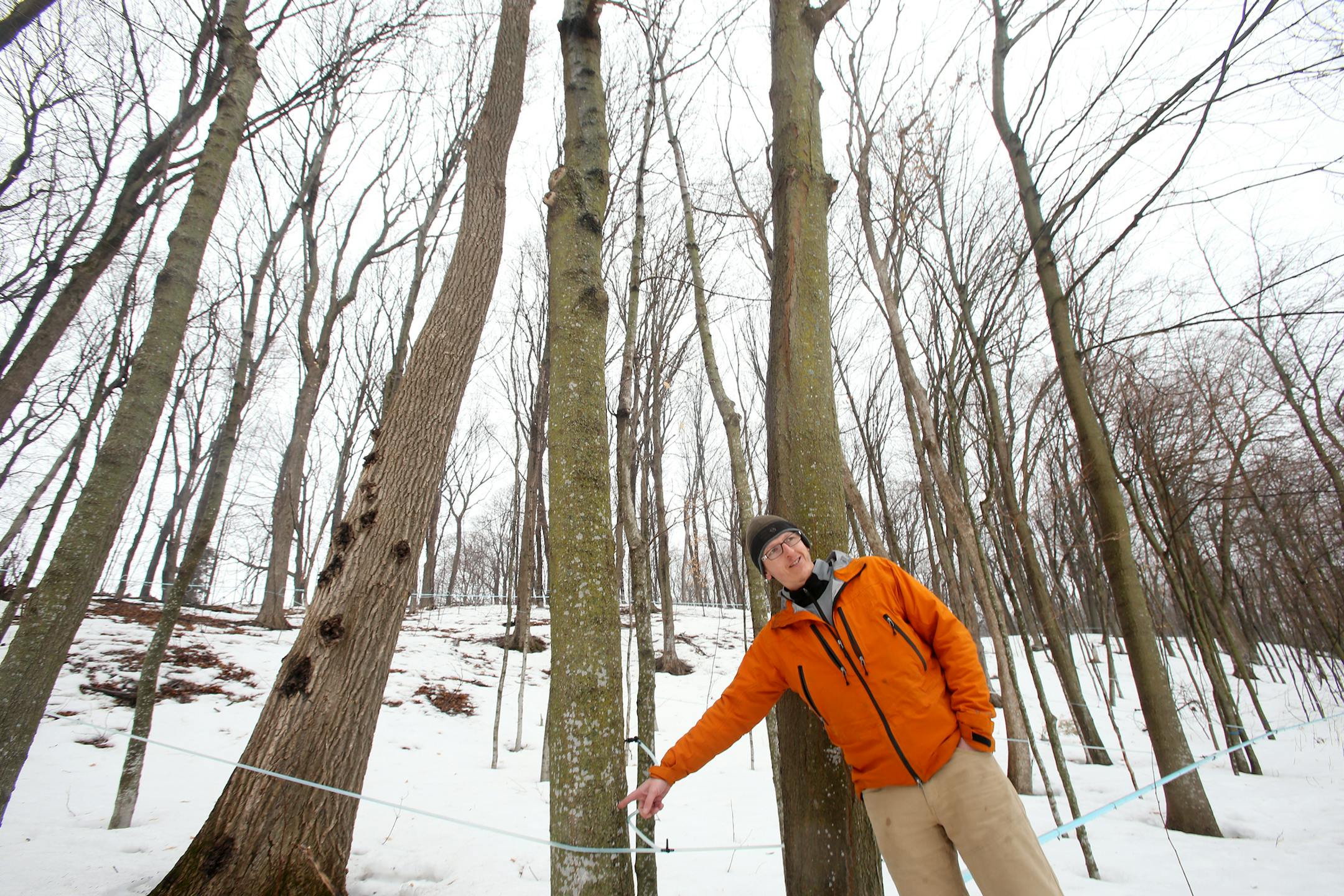 Richard Devries taps around 110 maple trees at the Minnesota Landscape Arboretum which he will boil into maple syrup. ] JOELKOYAMA‚Ä¢jkoyama@startribune Chaska, MN on March 27, 2014. Photo of school kids learning about maple syrup program at the MN Landscape Arboretum. Can you get some shots of kids tasting the syrup? Also, please photograph Richard Devries, who heads the program, preferrably in the sugarhouse.