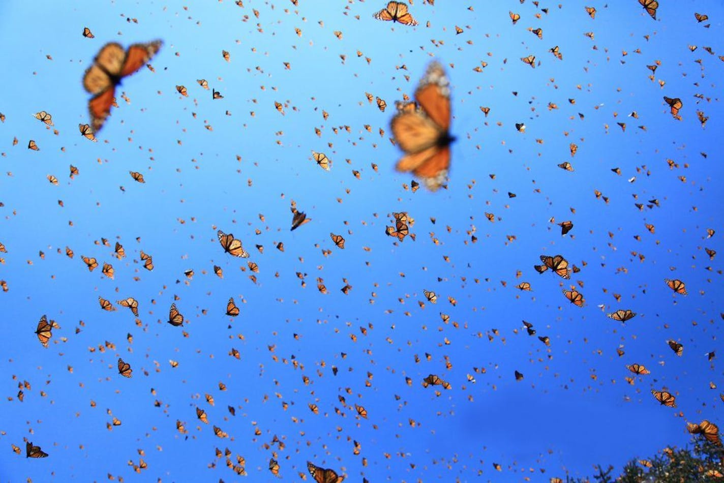 Provided by Science Museum of Minnesota A scene from the "Flight of the Butterflies" Omnitheater film.