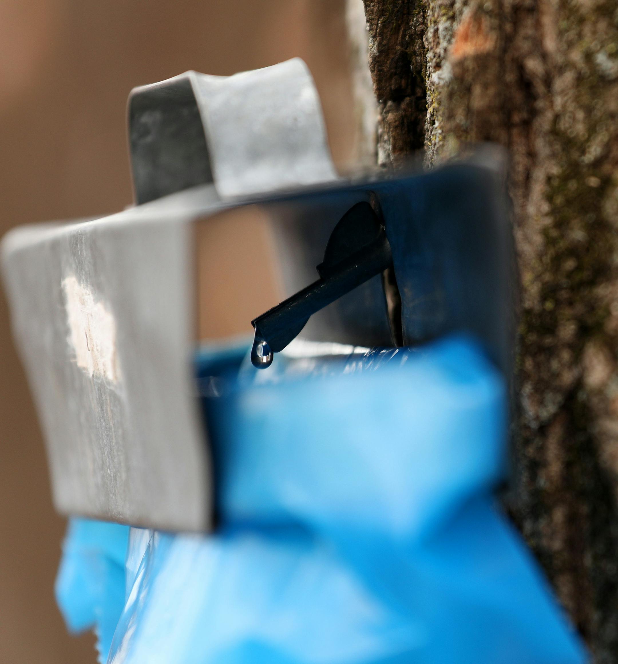 Sap dripped into a collection bag from a freshly tapped maple tree at the Arboretum. ] ANTHONY SOUFFLE ï anthony.souffle@startribune.com A surprisingly warm winter has sprung at the state's maple syrup production into life several weeks early at the Minnesota Landscape Arboretum in Chaska, Minn. The Arboretum recorded the earliest sap tap date yet. They sponsor several educational programs that explain the process of maple syrup making, hold an annual pancake breakfast, and sell their produ