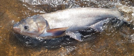 First silver carp, the 'flying' invasive fish, is captured in St. Croix