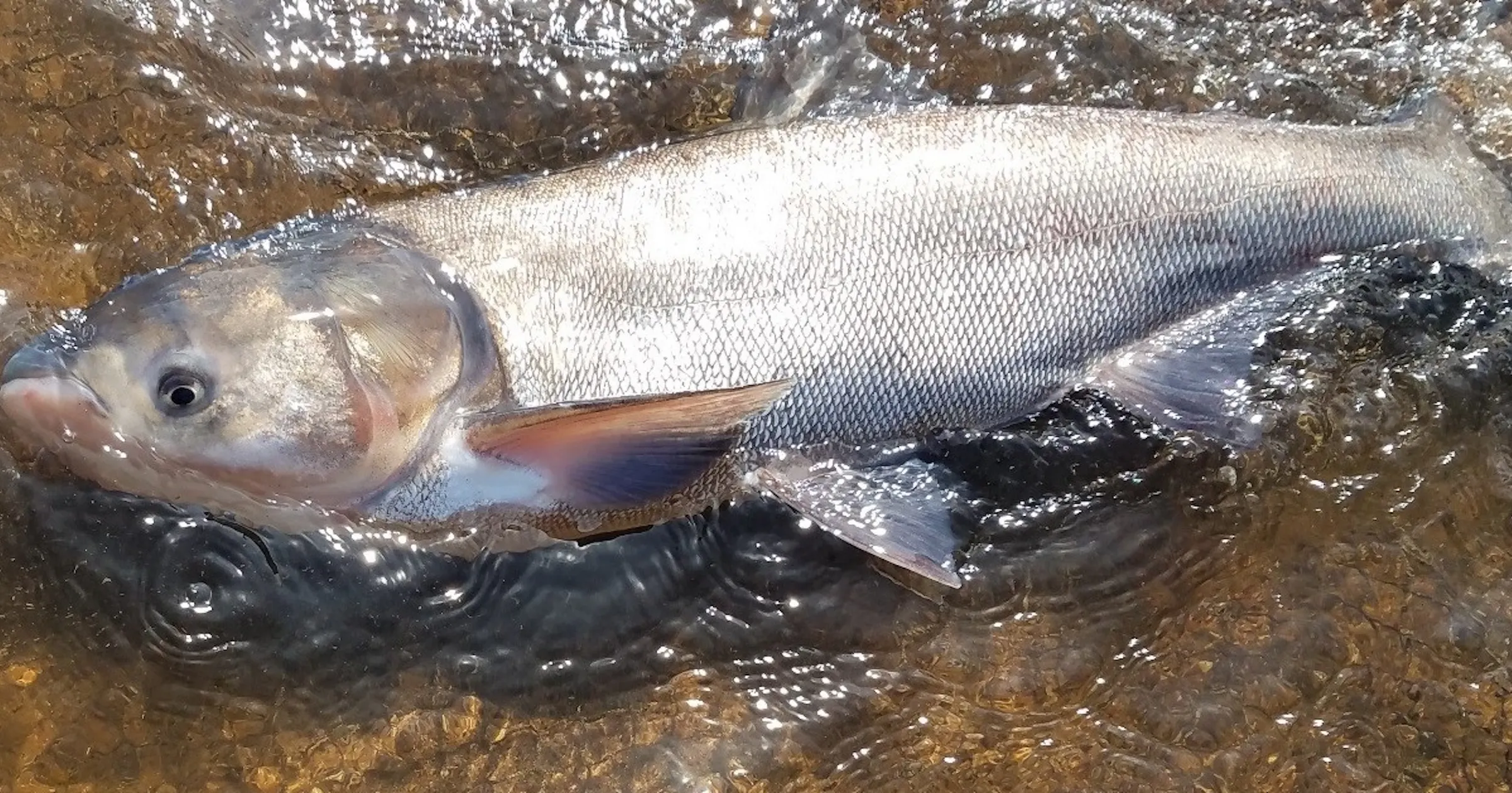 Invasive Flying Fish First silver carp, the 'flying' invasive fish, is captured in St. Croix