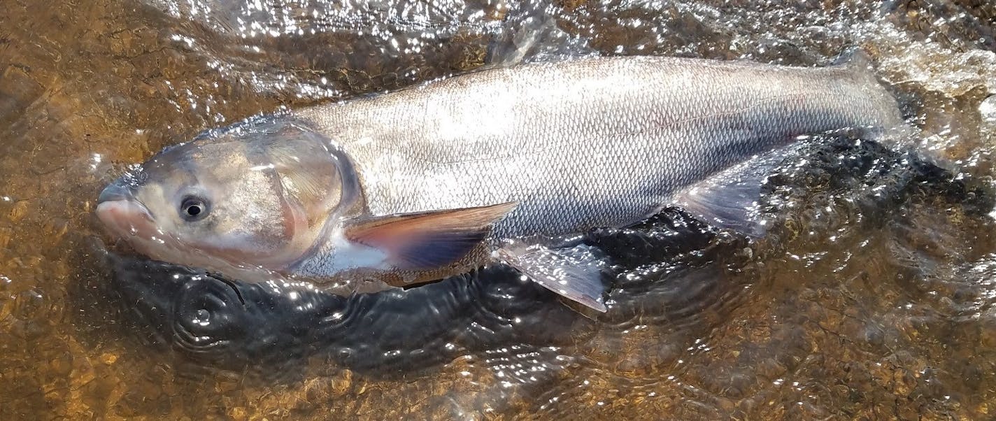 This silver carp was caught in the St. Croix River last week.