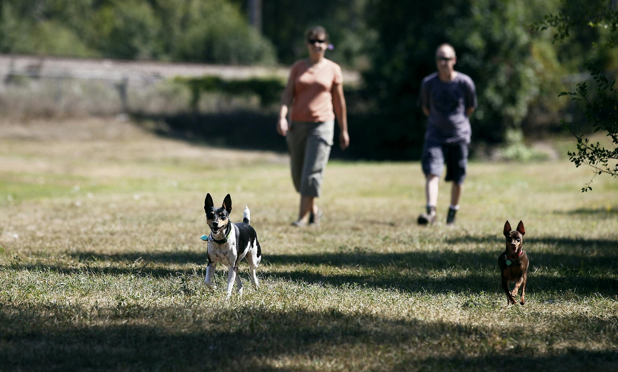 Shannon Dunn left and Joe Boye walked her parents dogs Charley, and Elmer at the Trackside Dog Park in Coon Rapids, Minnesota Sunday August 26, 2012.] Jerry Holt/ STAR TRIBUNE.COM) ORG XMIT: MIN1208261440471783