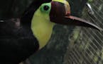 Toucan Grecia without a beak on "Toucan Nation." ORG XMIT: Producer Deliverable