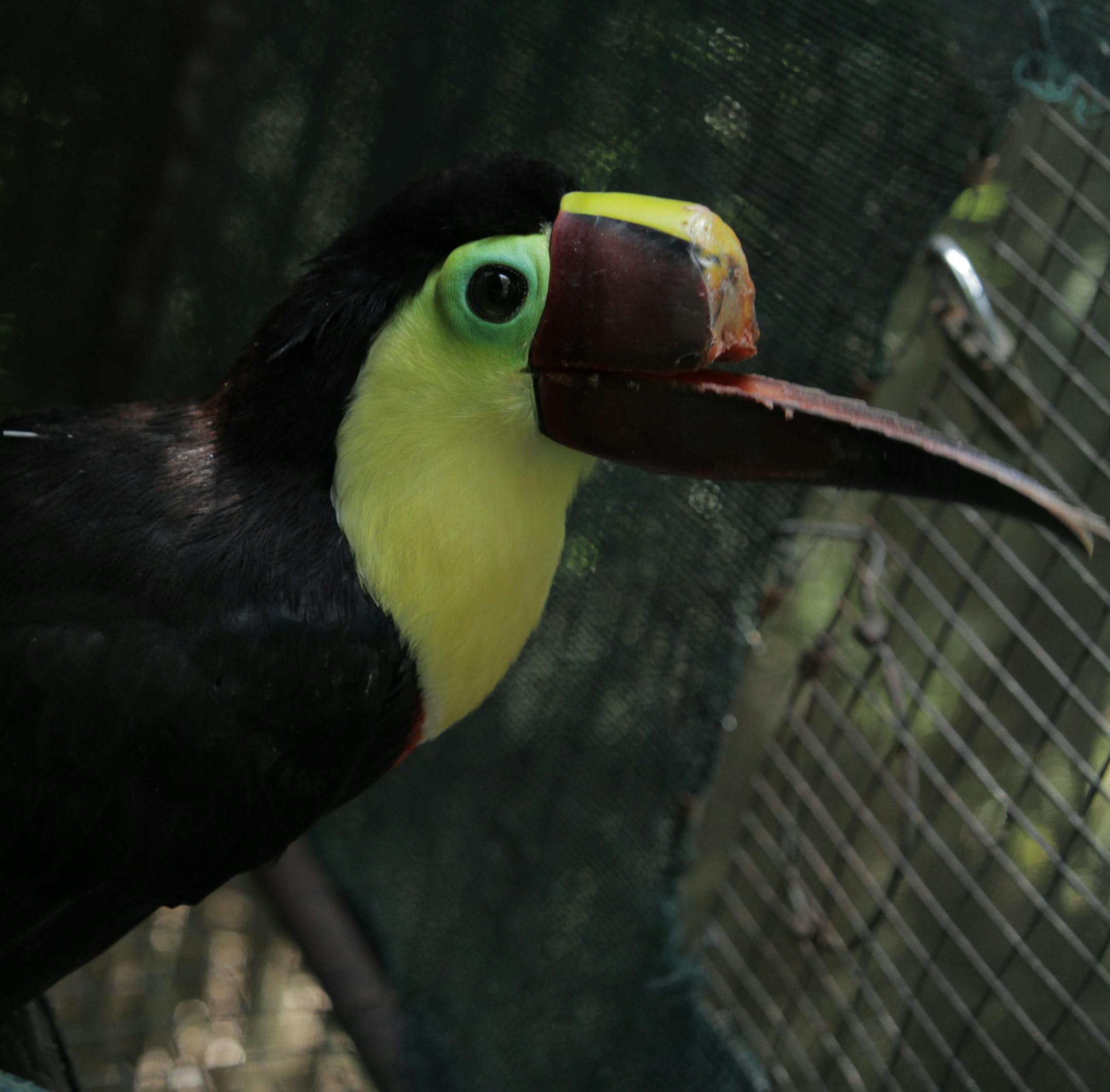 Toucan Grecia without a beak on "Toucan Nation." ORG XMIT: Producer Deliverable