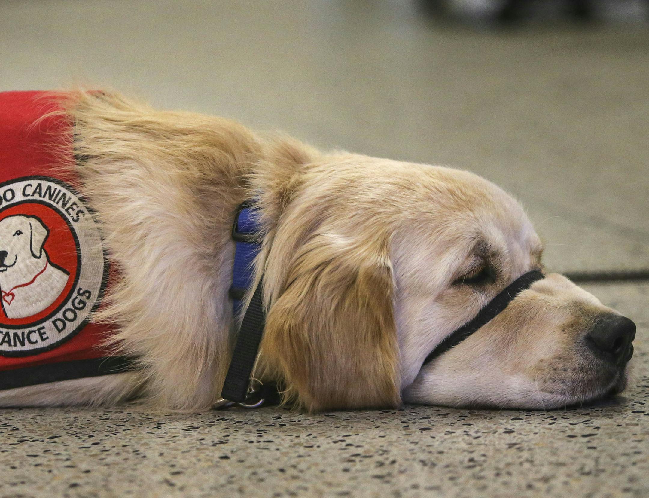 Can Do Canines training assistance dogs were training with their foster parents at MSP International Airport Saturday, Sept. 6, 2014, at the MSP Airport at the Lindberg Terminal in Bloomington, MN. Here, Stitch, a male eight-month old golden retreiver, demonstrates to his trainer, Jim, he would not give his last name, how he can be calm, even in an airport.](DAVID JOLES/STARTRIBUNE)djoles@startribune.com Service dogs have opened up a wider world for many Minnesotans with disabilities. With the d