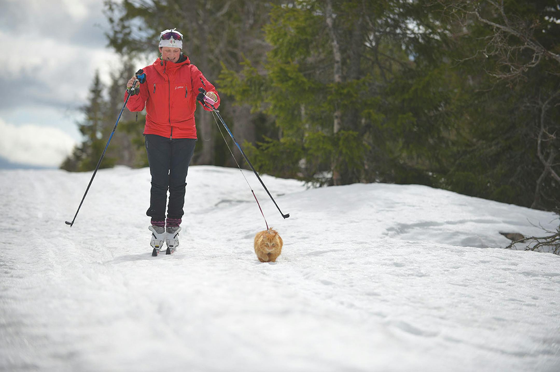 Jesper goes on skiing trips with his owner in Norway.