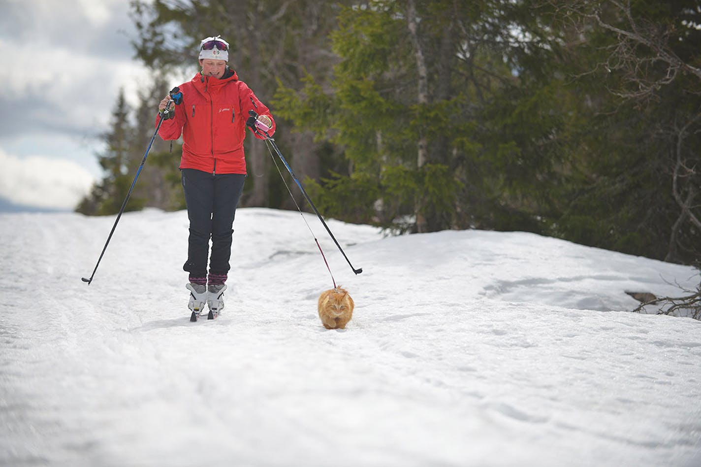 Jesper goes on skiing trips with his owner in Norway.