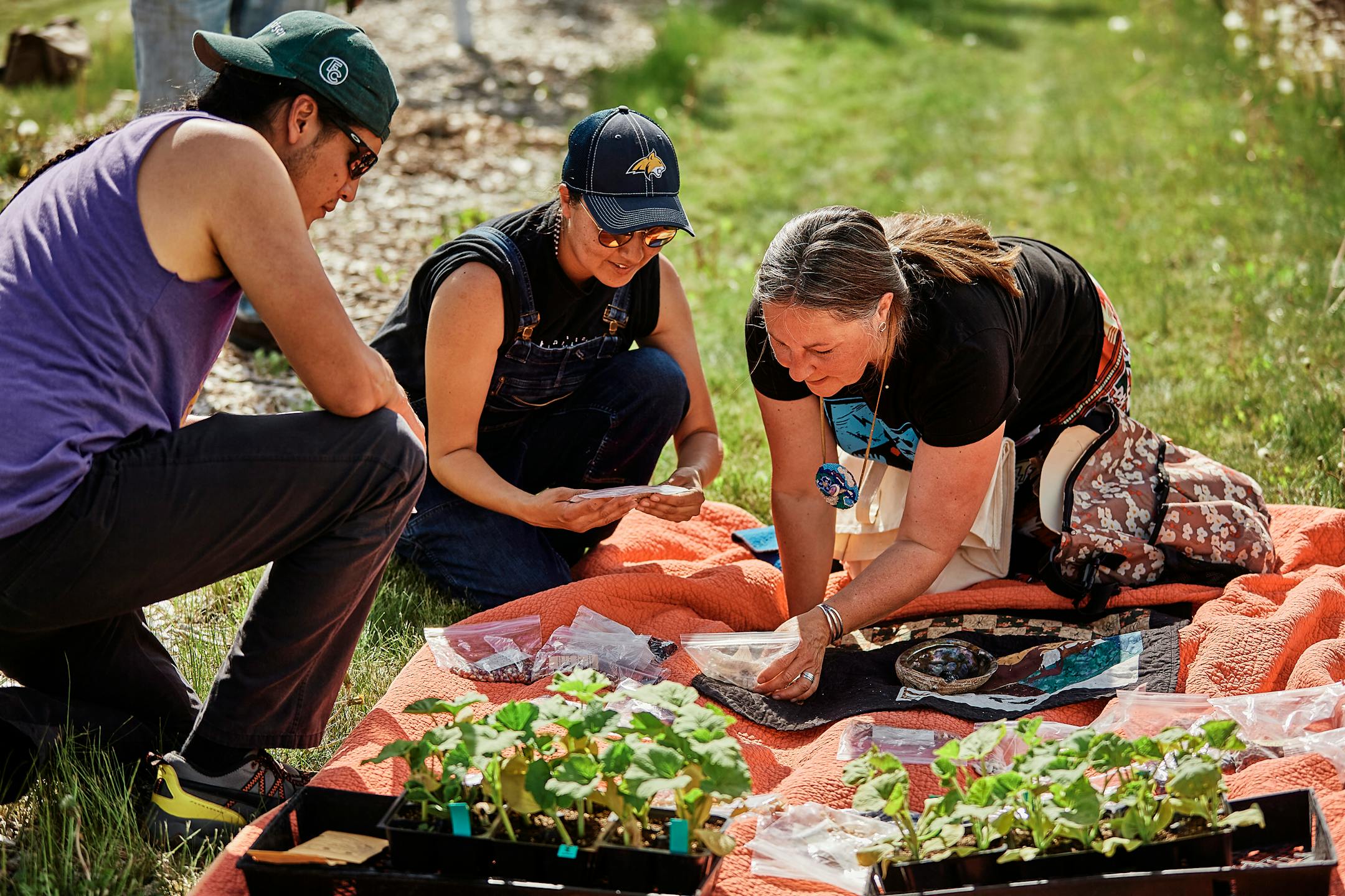 From left to right, James Vallie (Apsáalooke/Anishinaabe), Angela Bear Claw (Apsáalooke), and Jill Falcon Ramaker (Anishinaabe) plant Native seeds in the Indigenous gardens at Montana State University on June 4, 2021. (Adrian Sanchez-Gonzalez/KFF Health News/TNS) ORG XMIT: 97685834W