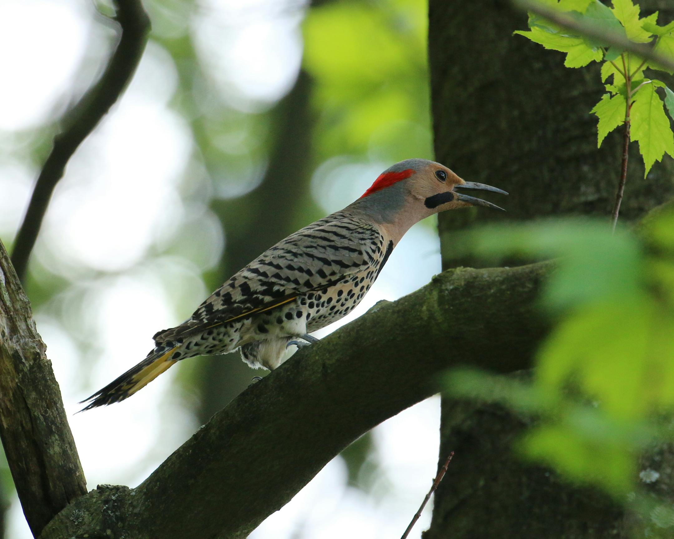 A Northern flicker perches on a large tree branch amid several large trees.