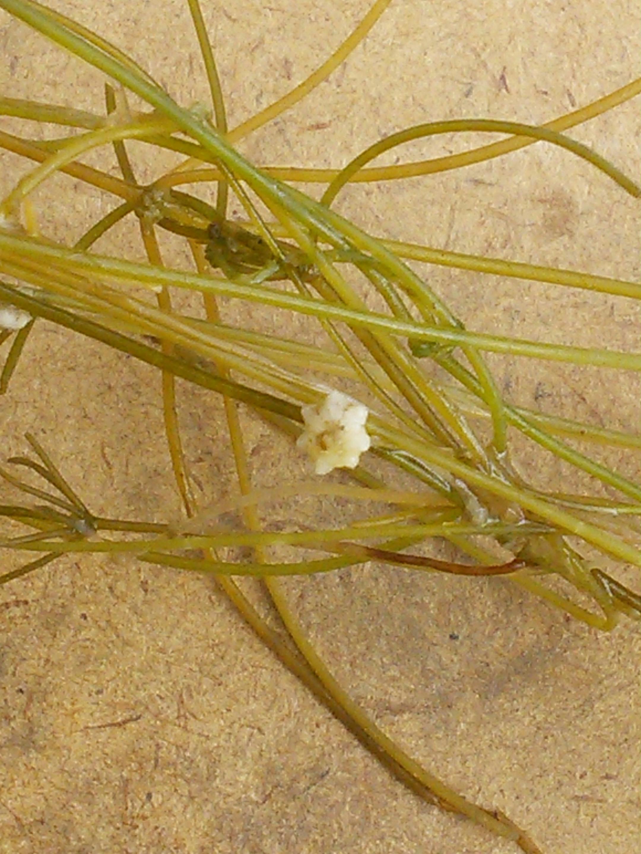 Starry stonewort was found in Turtle Lake near Bemidji.