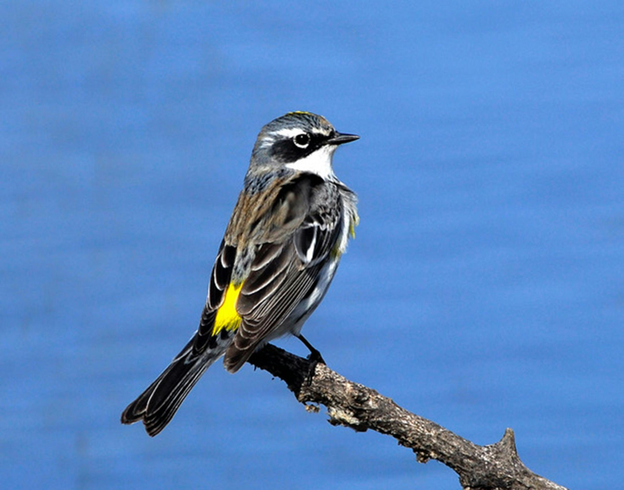 Yellow-rumped warbler perched on a twig by a body of water.