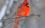 Brilliant at anytime of the year, male northern cardinals are especially attractive on snowy days.