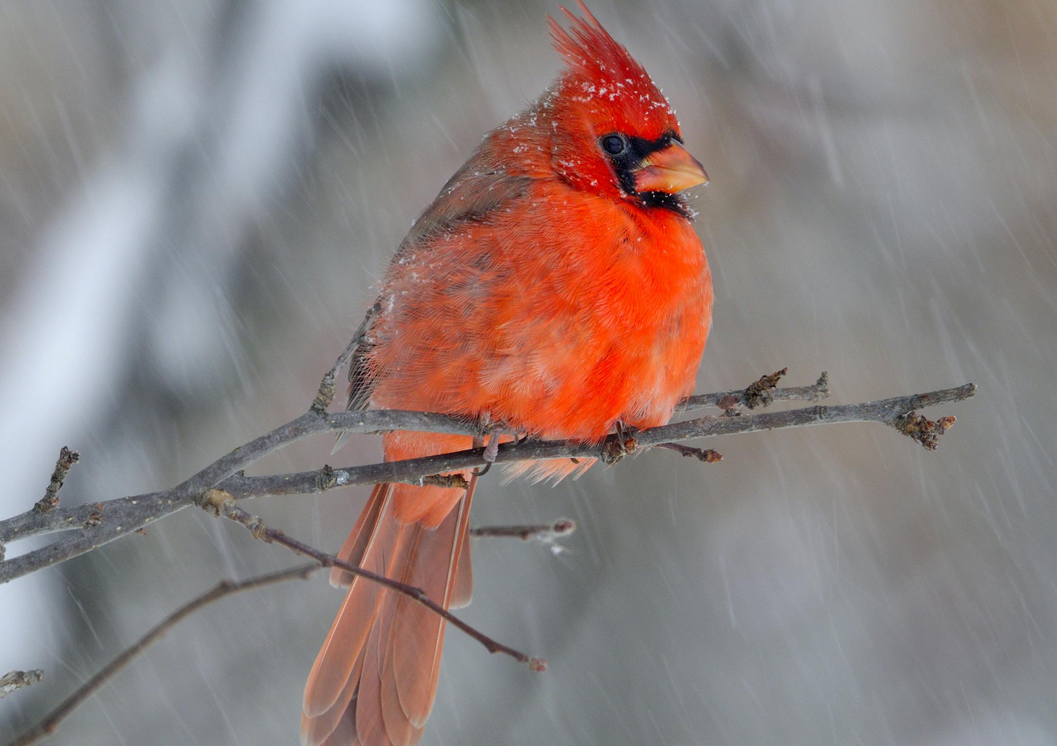 Brilliant at anytime of the year, male northern cardinals are especially attractive on snowy days.