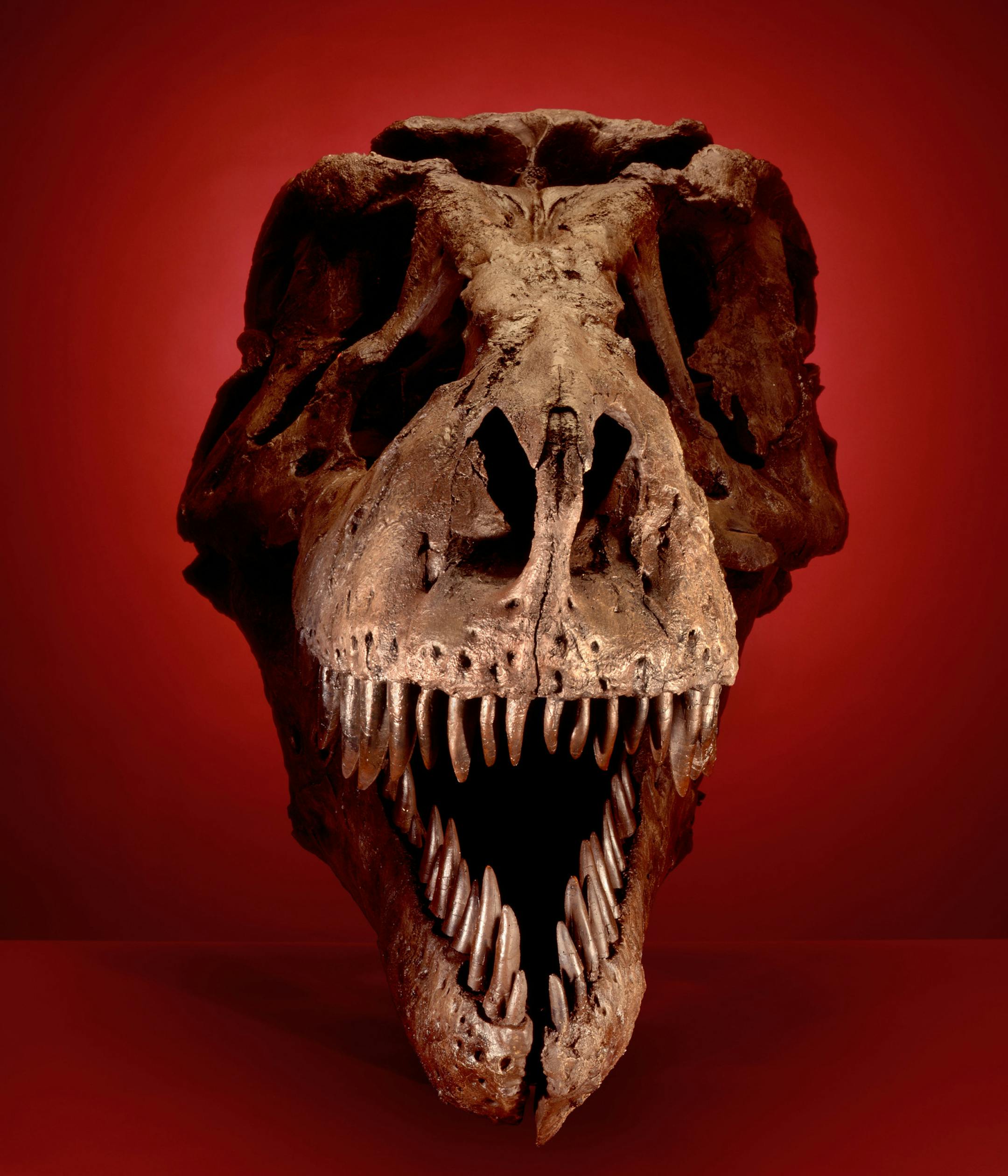 "Sue" T-Rex skull
Biomechanics
Science Museum of Minnesota
Photo provided