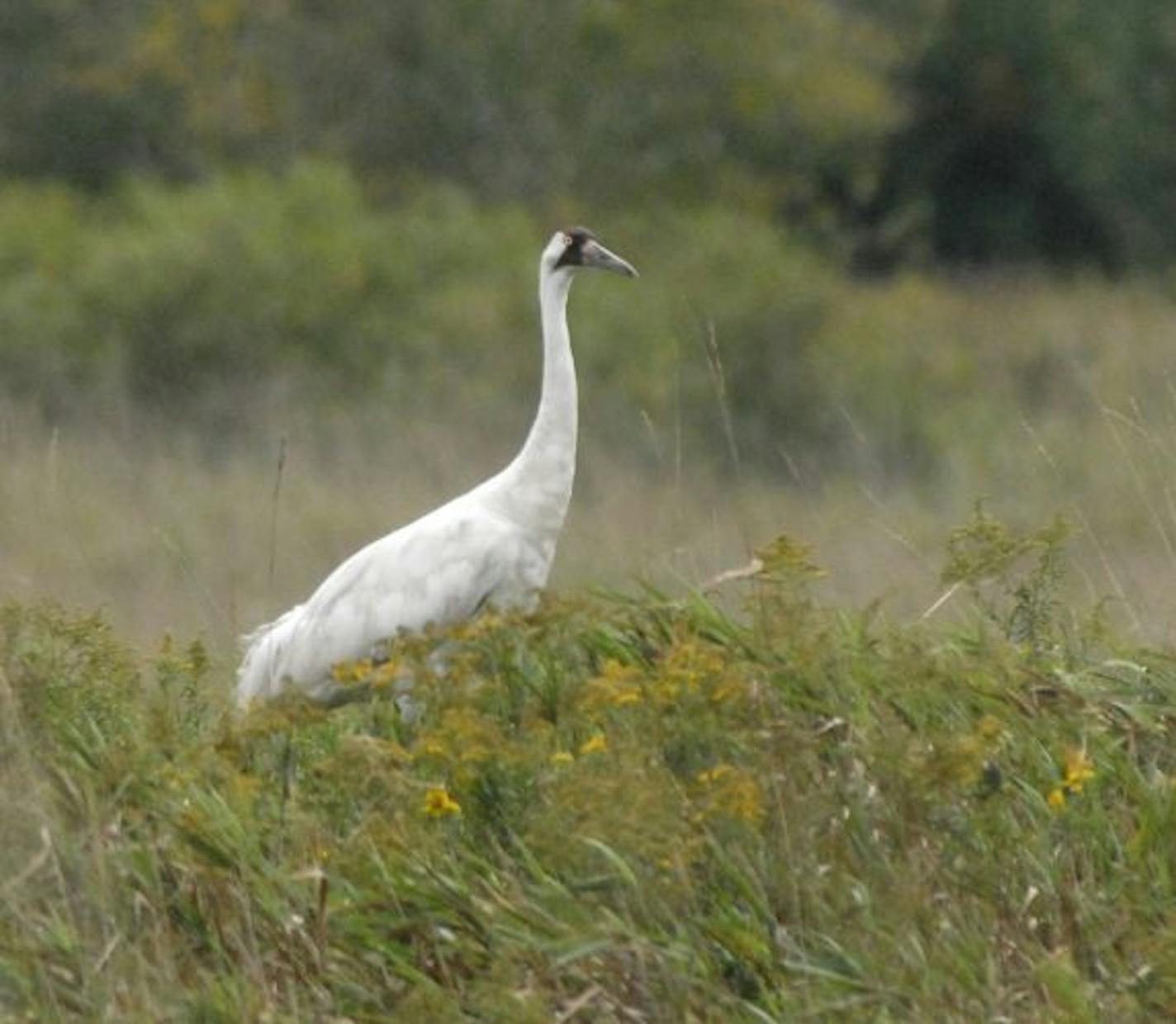 Whooping crane at the Necedah refuge.