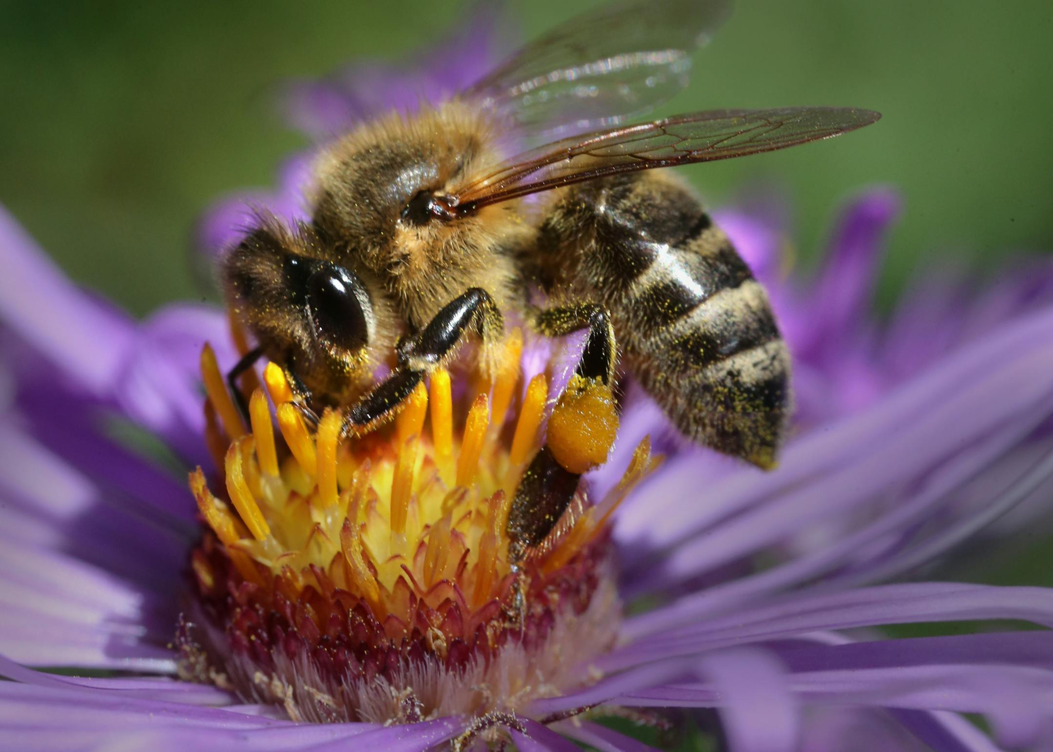 The Honey Bee gathers pollen during the late afternoon in South Minneapolis, Oct 5, 2015