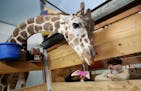 For the first time, the Como Zoo is offering a behind-the-scenes tour, what some might call a "signature experience." Here, tour visitors got an up-cl