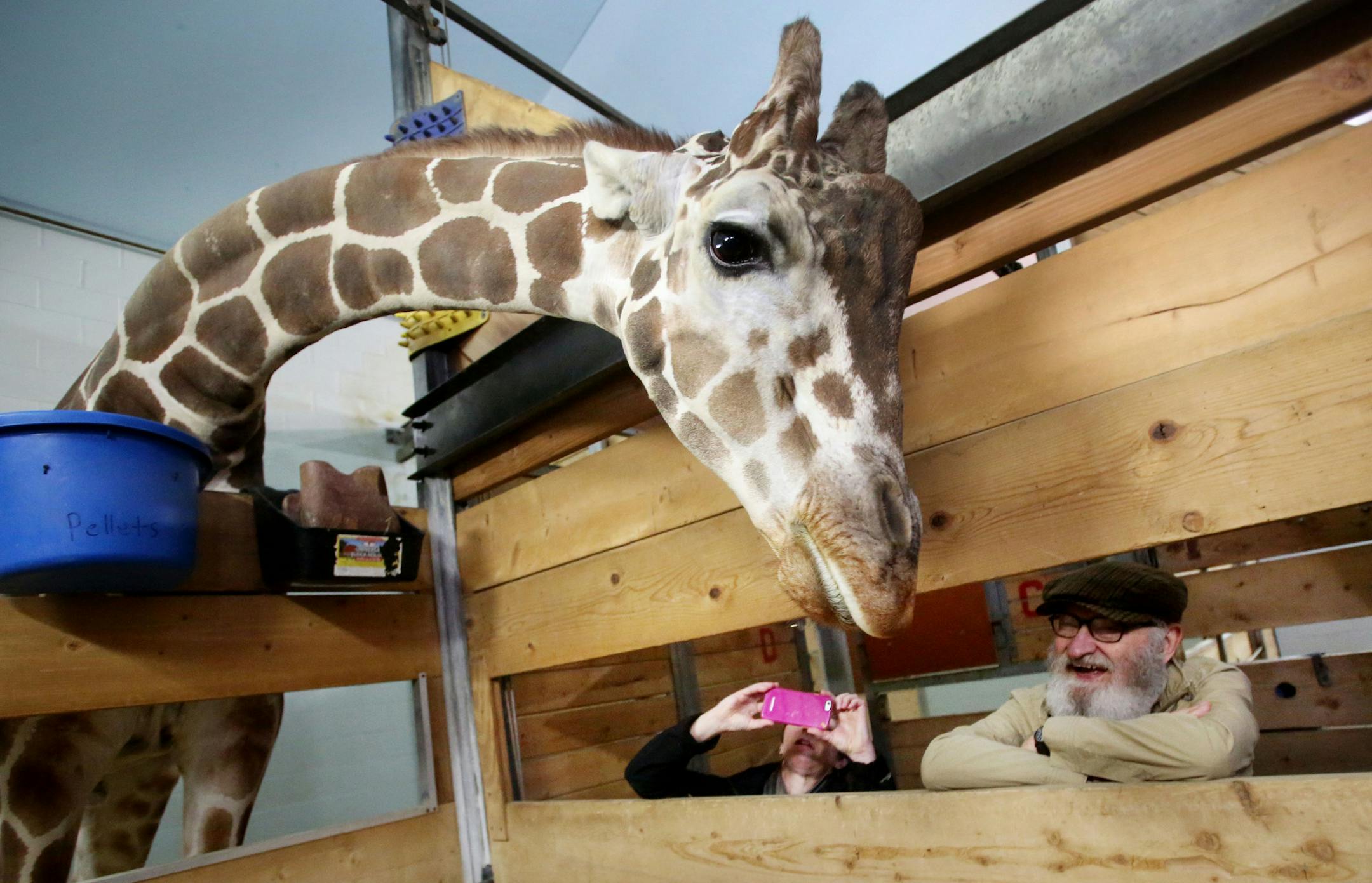 For the first time, the Como Zoo is offering a behind-the-scenes tour, what some might call a "signature experience." Here, tour visitors got an up-close look at Skeeter, a male giraffe, and got to feed Skeeter lettuce, as folks from various Twin Cities organizations got a behind-the-scenes look at the Como Zoo Tuesday, March 22, 2016.](DAVID JOLES/STARTRIBUNE)djoles@startribune.com Have a book club looking for a different twist on Como Zoo? Coach a baseball team that might like to be Saints for