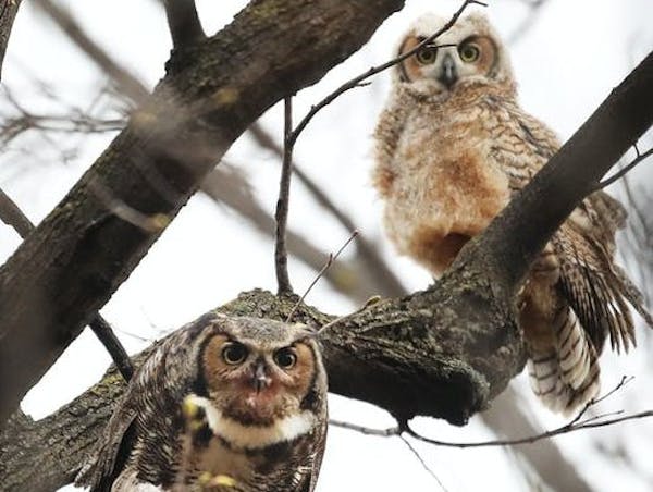A great horned owl and its owlets perched on a branch near Lake Nokomis last March. This owl family has all died from the outbreak of avian bird flu.