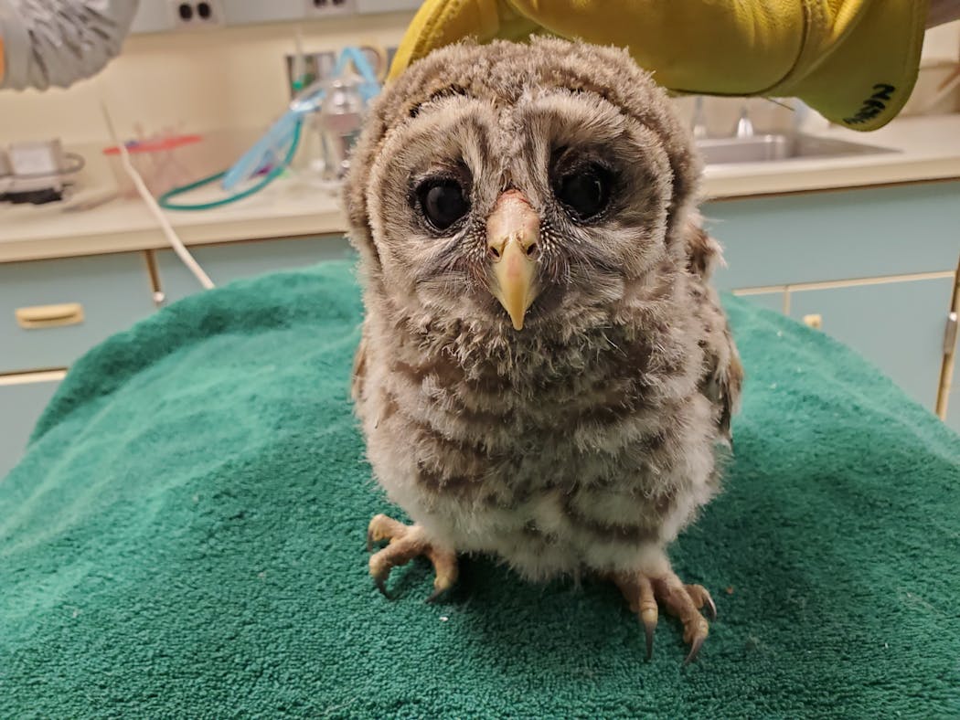 A young barred owl: A recent arrival at The Raptor Center.
