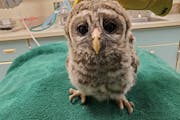 A young barred owl at the Raptor Center.