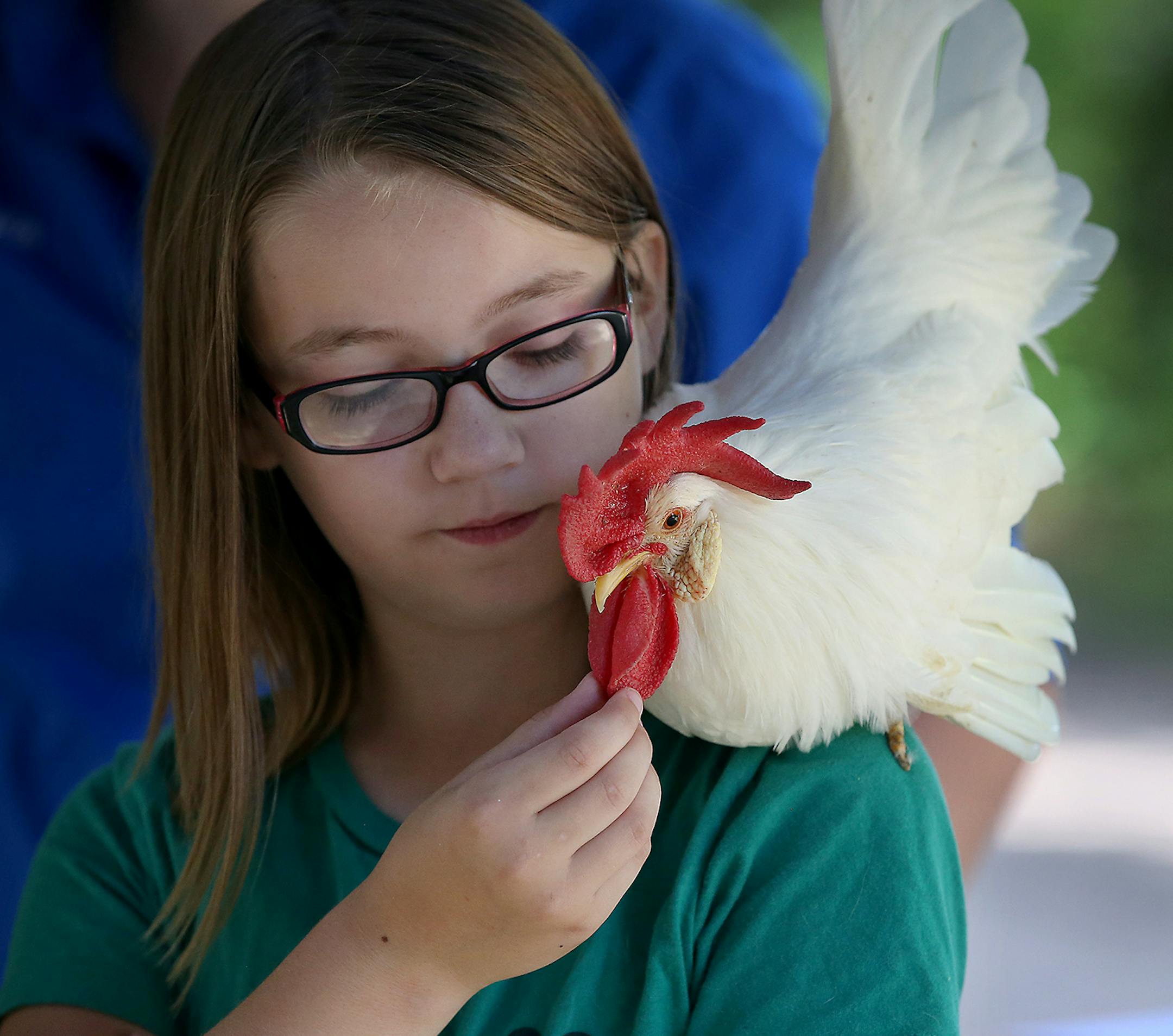 Ella Lenzmeier, 9, said her chicken likes to hang out on her shoulder at their family farm in North Branch.