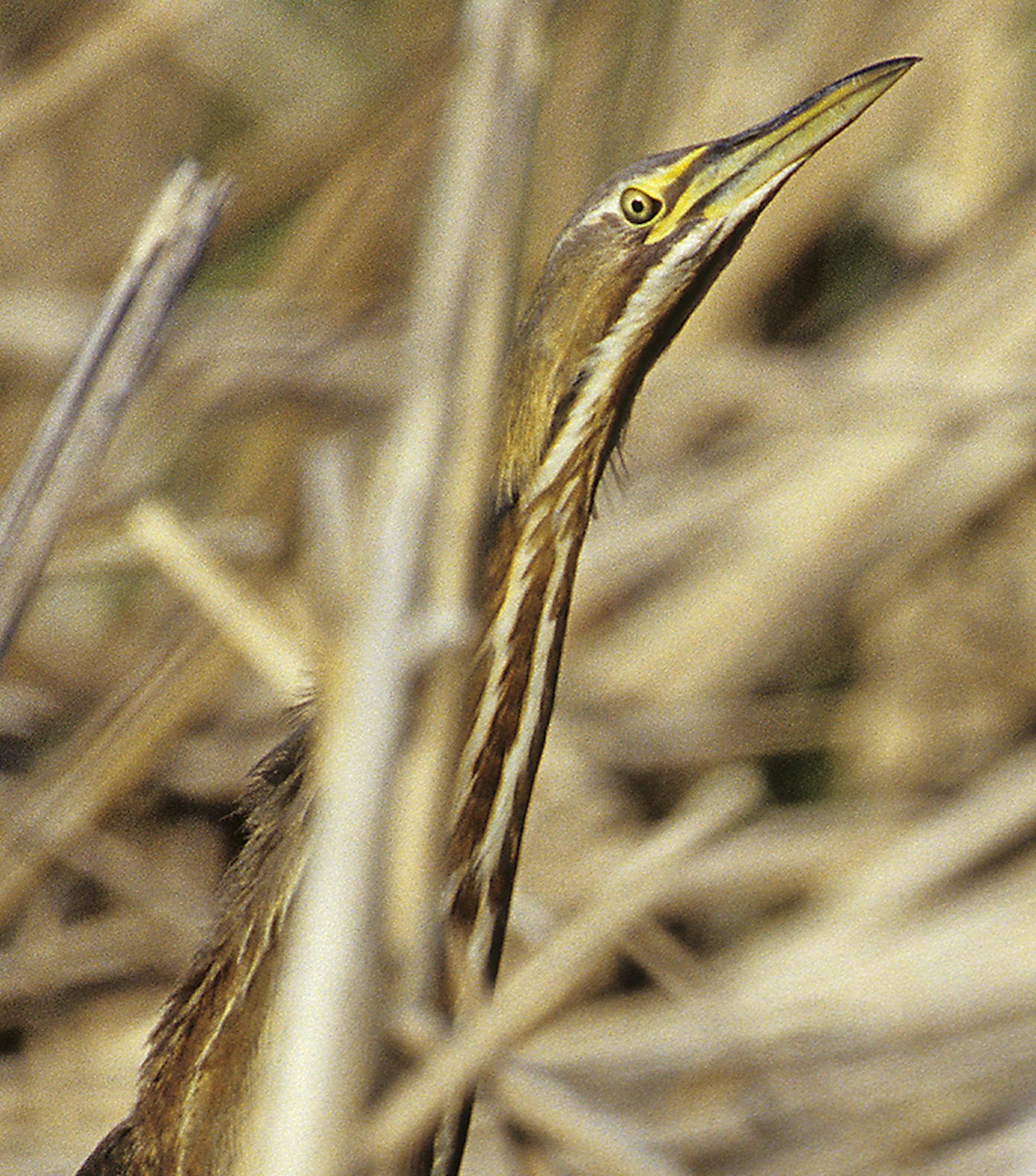 DO NOT USE! ONE-TIME USE WITH BILL MARCHEL COPY ONLY. Photo by Bill Marchel. An American bittern points its bill skyward, mimicking the reeds and cattails of its marshy habitat.