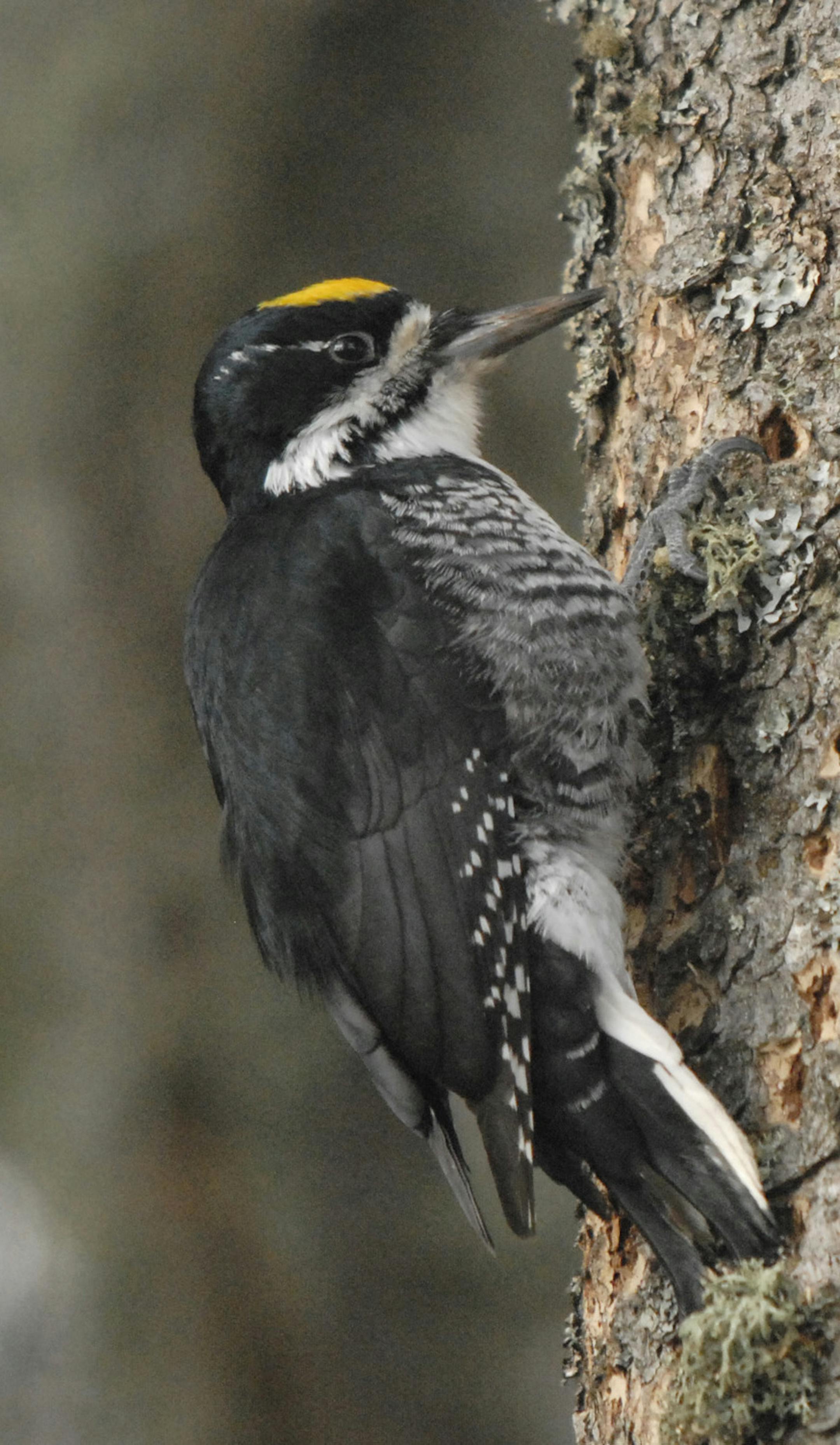 Black-backed woodpecker, male credit: Jim Williams