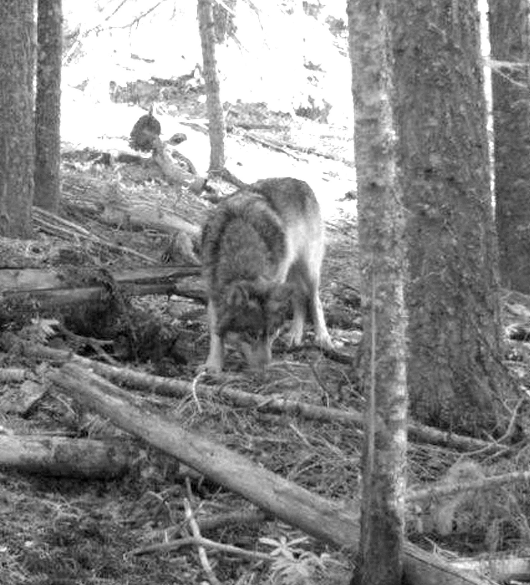 FILE - This Nov. 14, 2011 file photo from a hunter's trail camera appears to show OR-7, the young male wolf that has wandered more than 1,000 miles across Oregon and Northern California looking for a mate and a new home. An expedition is gearing up to hike and bike along the 1,200-mile trail of wandering wolf OR-7 as he trekked across Oregon into Northern California, crossing territory that hasn’t seen his kind in nearly a century as he looked for a mate. They hope the journey, as told in