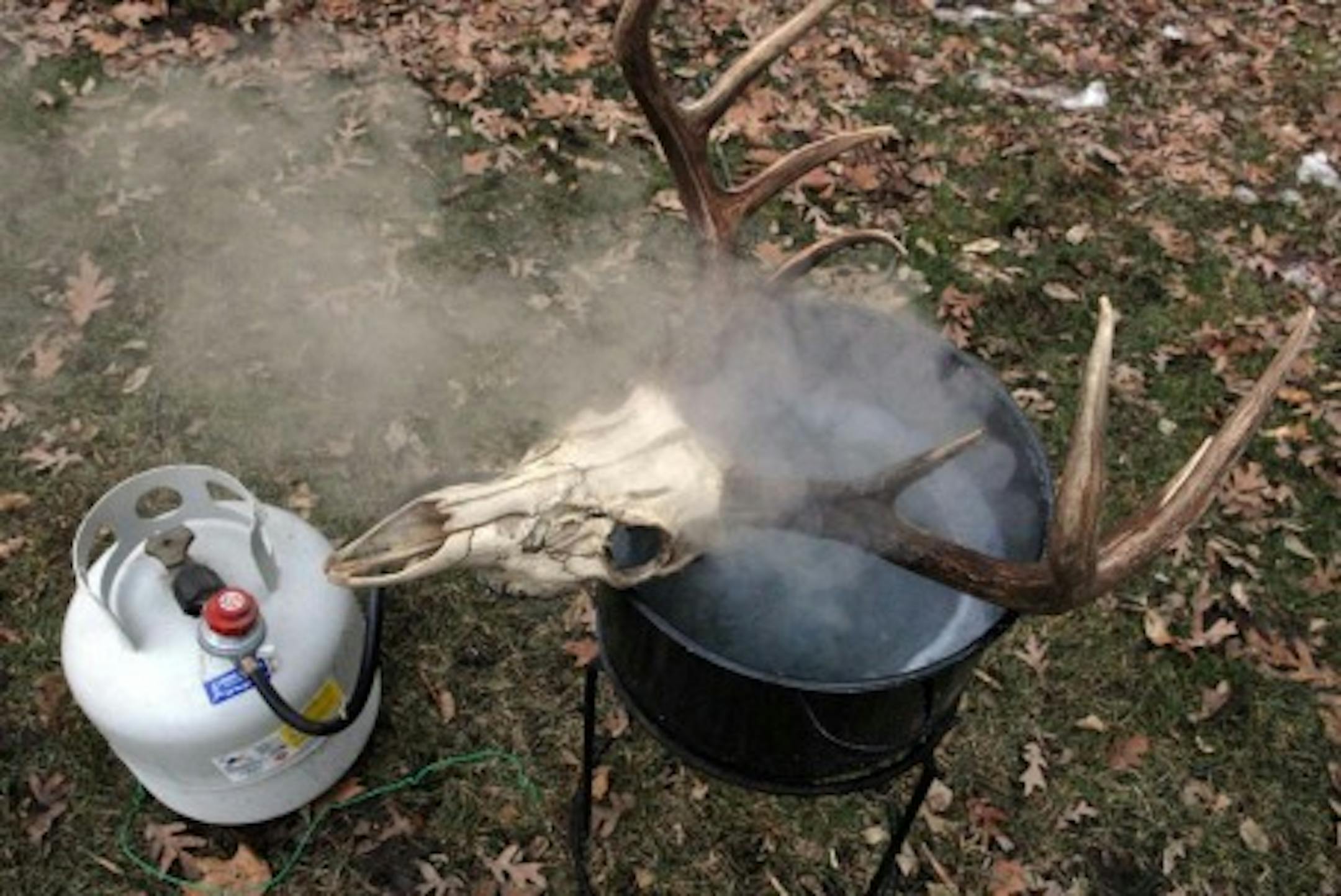 The skull of a nice buck, nearly clean after 10 to 12 hours of boiling.