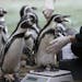 Humboldt Penguins are led to the weighing scales with a feed of anchovies to encourage them at London Zoo, in London, Wednesday, Aug. 26, 2015. The Zo