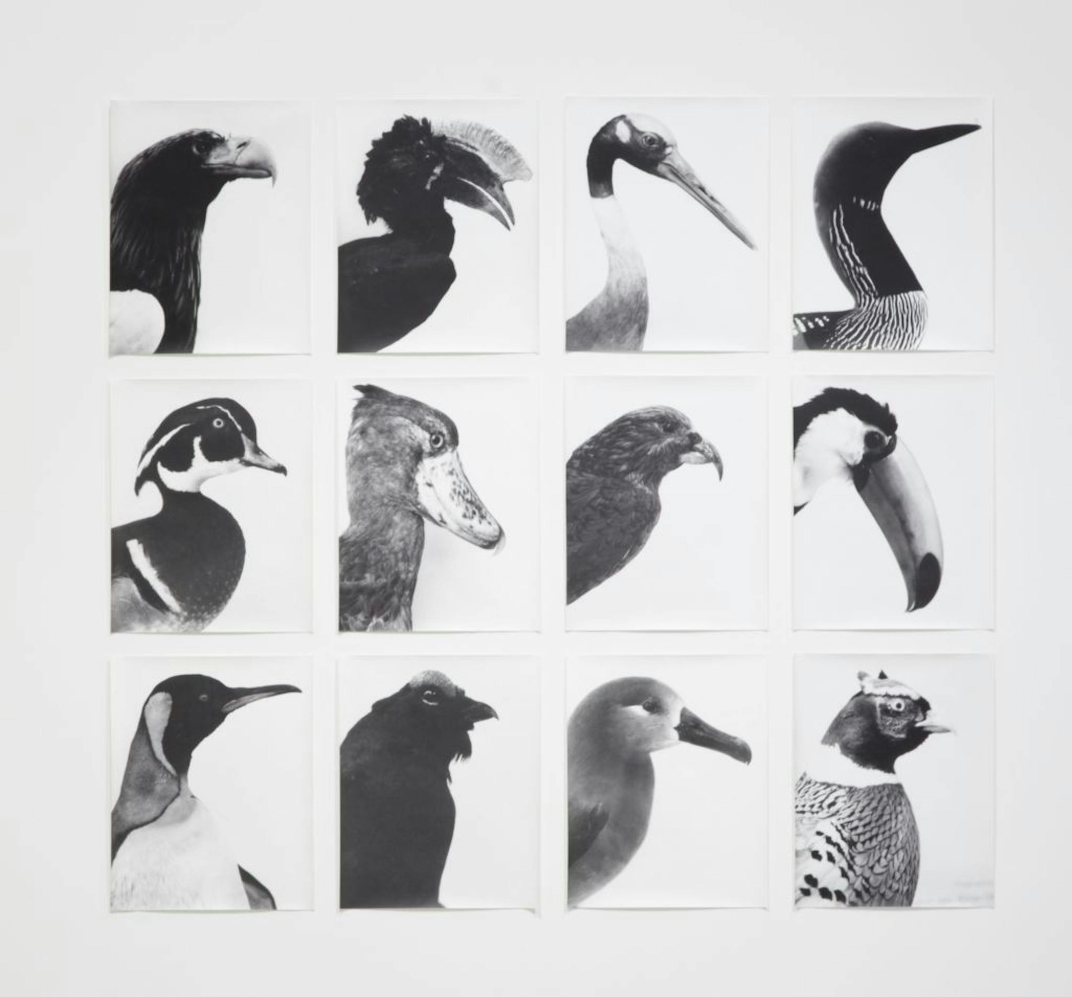 Jochen Lempert's "Oiseaux-Vogel."