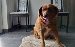 FILE - Bobi, a purebred Rafeiro do Alentejo Portuguese dog, poses for a photo with his Guinness World Record certificates for the oldest dog, at his h