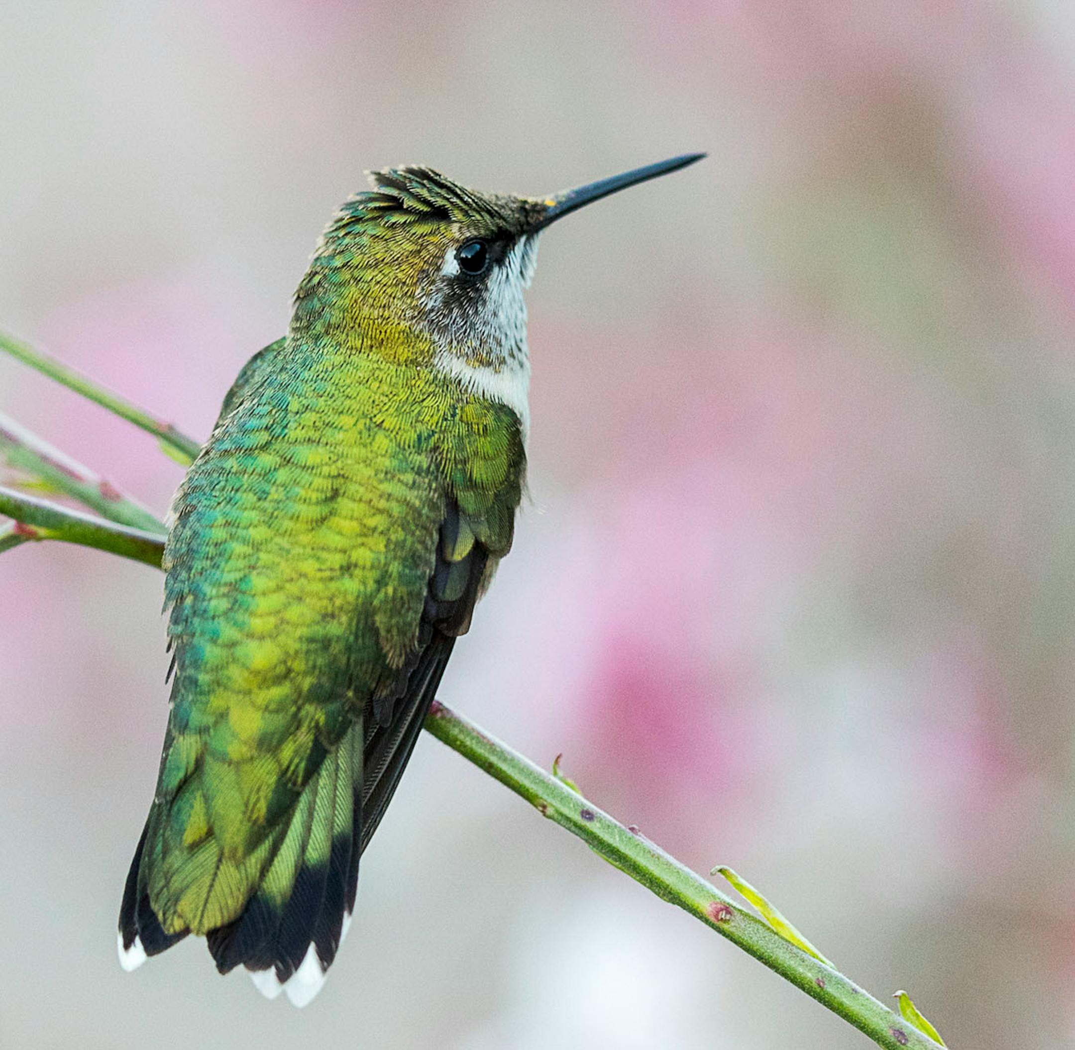 Longfellow Gardens, with its varied perennials and annuals attract Hummingbird. Photo by Joe Fierst