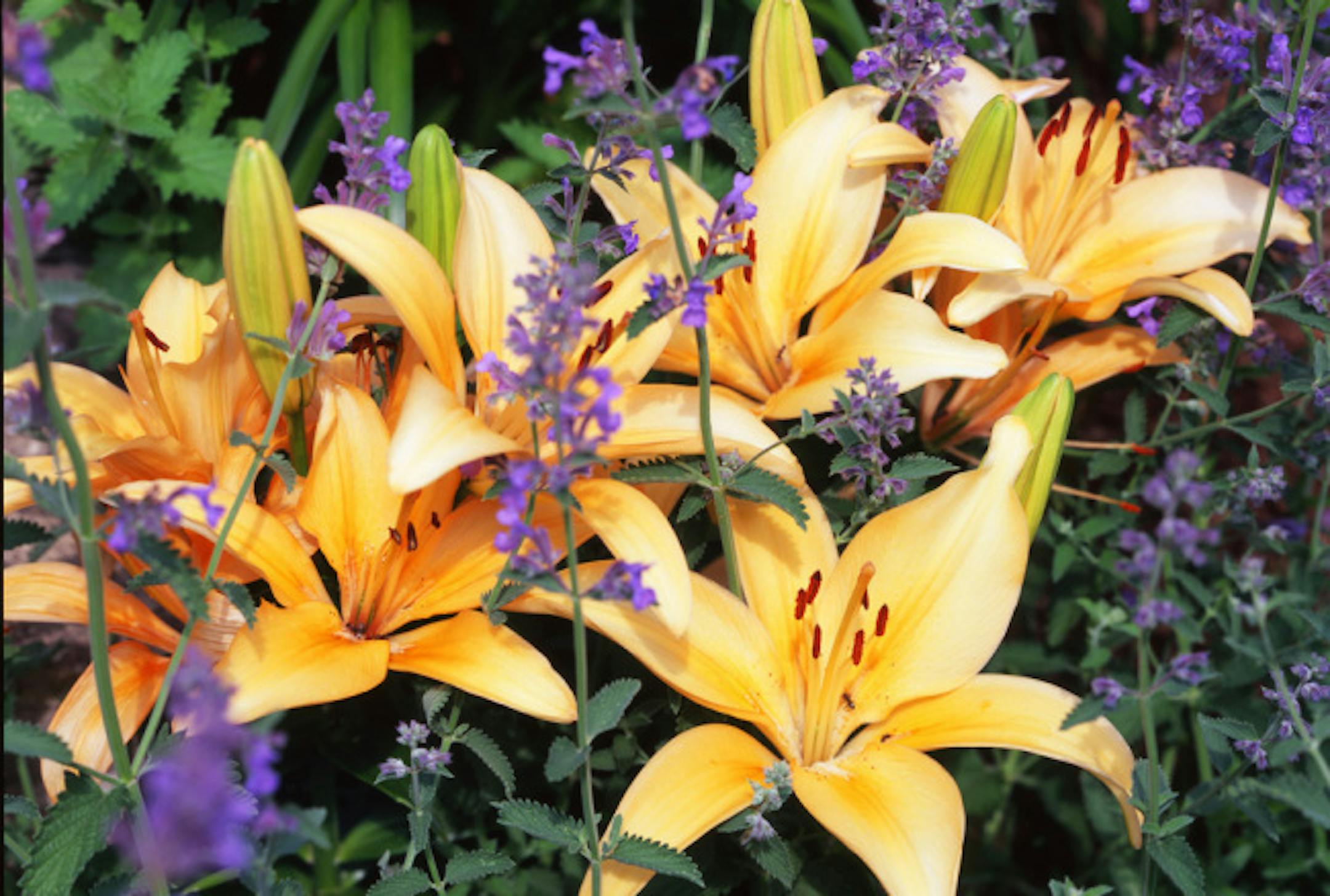 Lilies with Purple Flowers ... GENERAL INFO: This year, the Minnesota Landscape Arboretum Auxiliary Garden Tours, offered Tuesday, July 15, & Wednesday, July 16, 2008 will feature four distinct and stunning private gardens in Wayzata, Eden Prairie, Chaska and Chanhassen. The tour destinations include a spectacular lake estate with a formal classical French garden, plus three other one-of-a-kind glorious garden retreats in the west metro suburbs. The garden tours are led by knowledgeable guides o