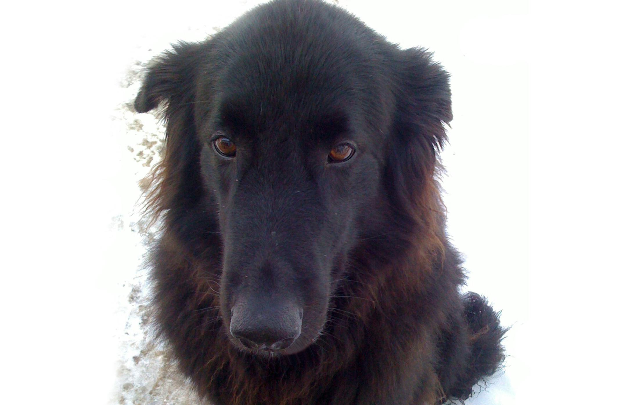 Photo provided by Kitty Shea My dog, Blu. A glorious, Belgian shepherd-like mutt.