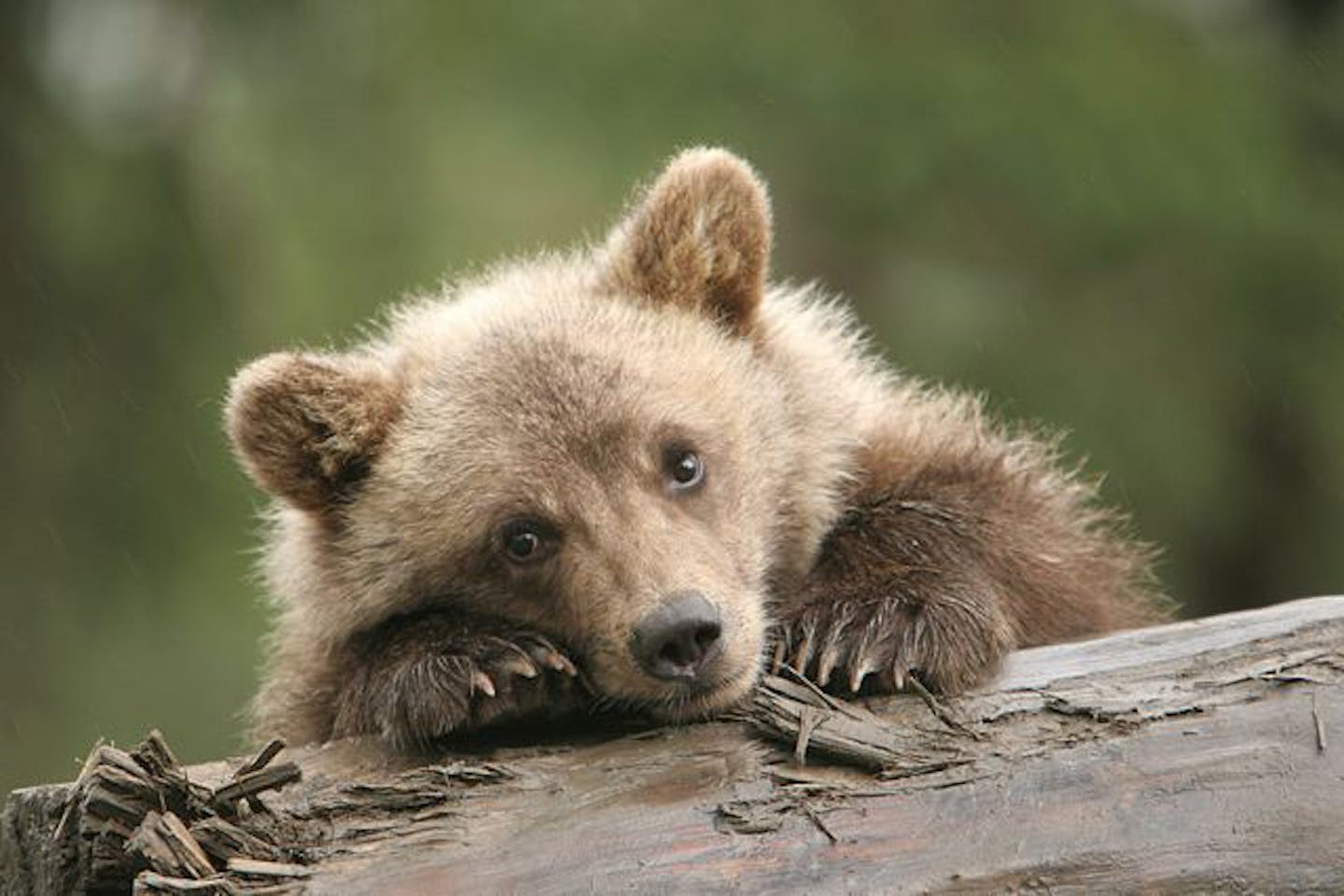 Sadie as a cub at the Alaska Wildlife Conservation Center (AWCC) in the summer of 2006. Photo courtesy of Mike Miller.