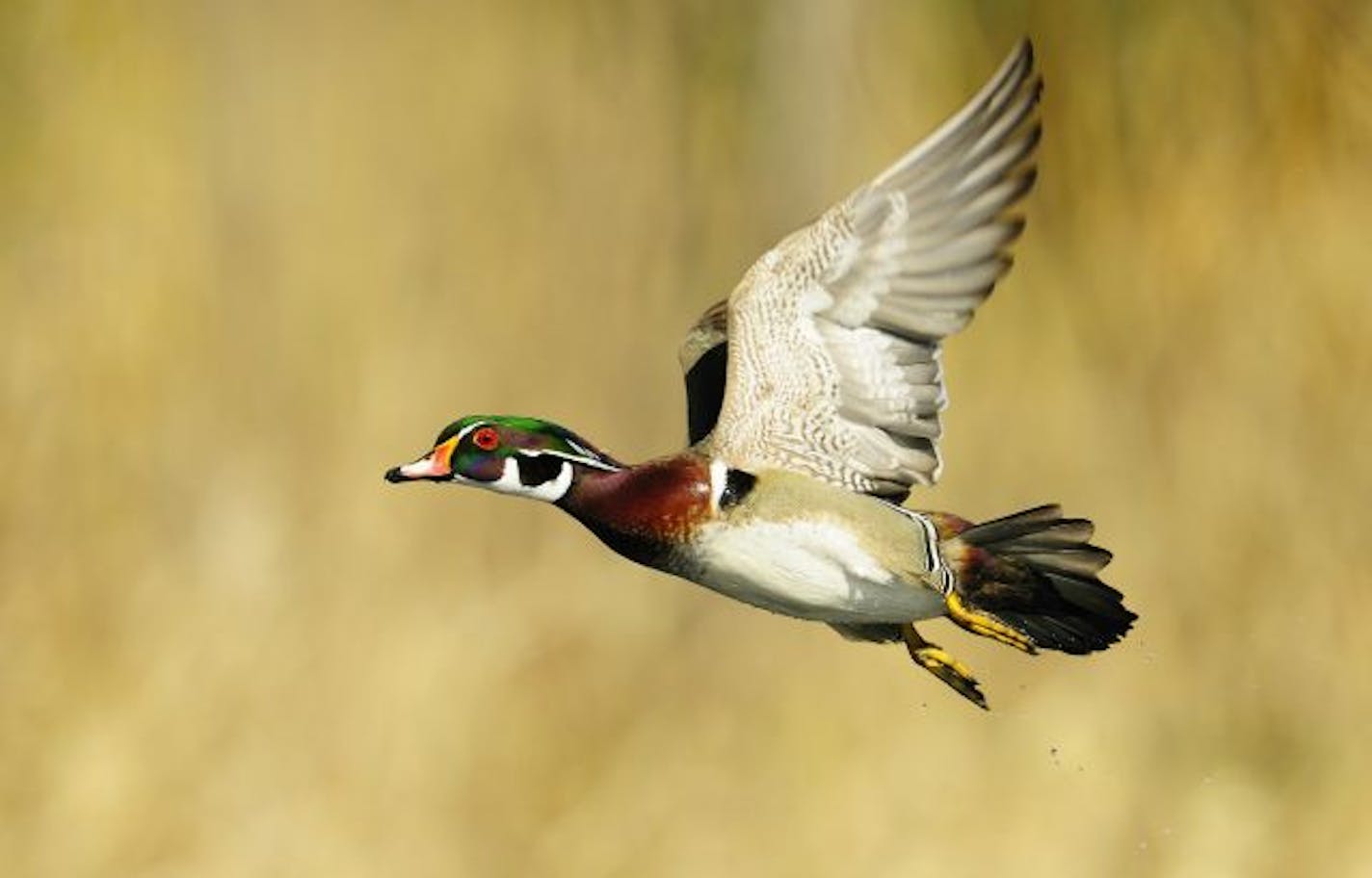 Wood ducks, the most colorful of waterfowl, have begun to arrive in parts of Minnesota. Now is the time to maintain wood duck nesting boxes.