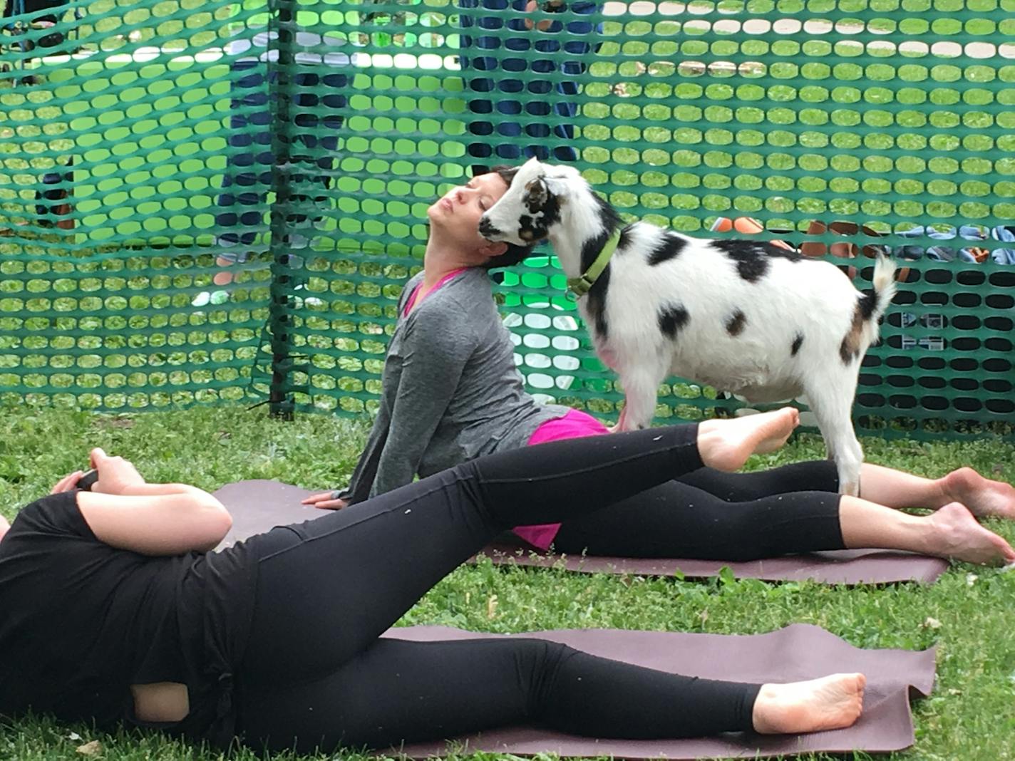 Have Ya Herd goat yoga drew participants to Powderhorn Park in Minneapolis.