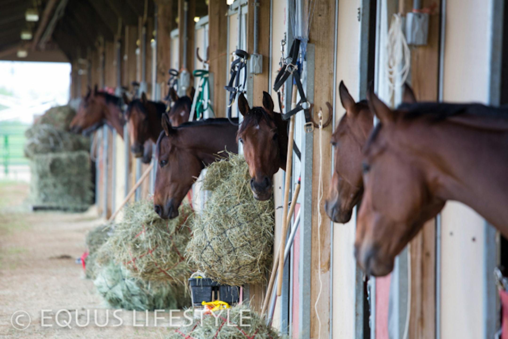 Backside at Canterbury Park