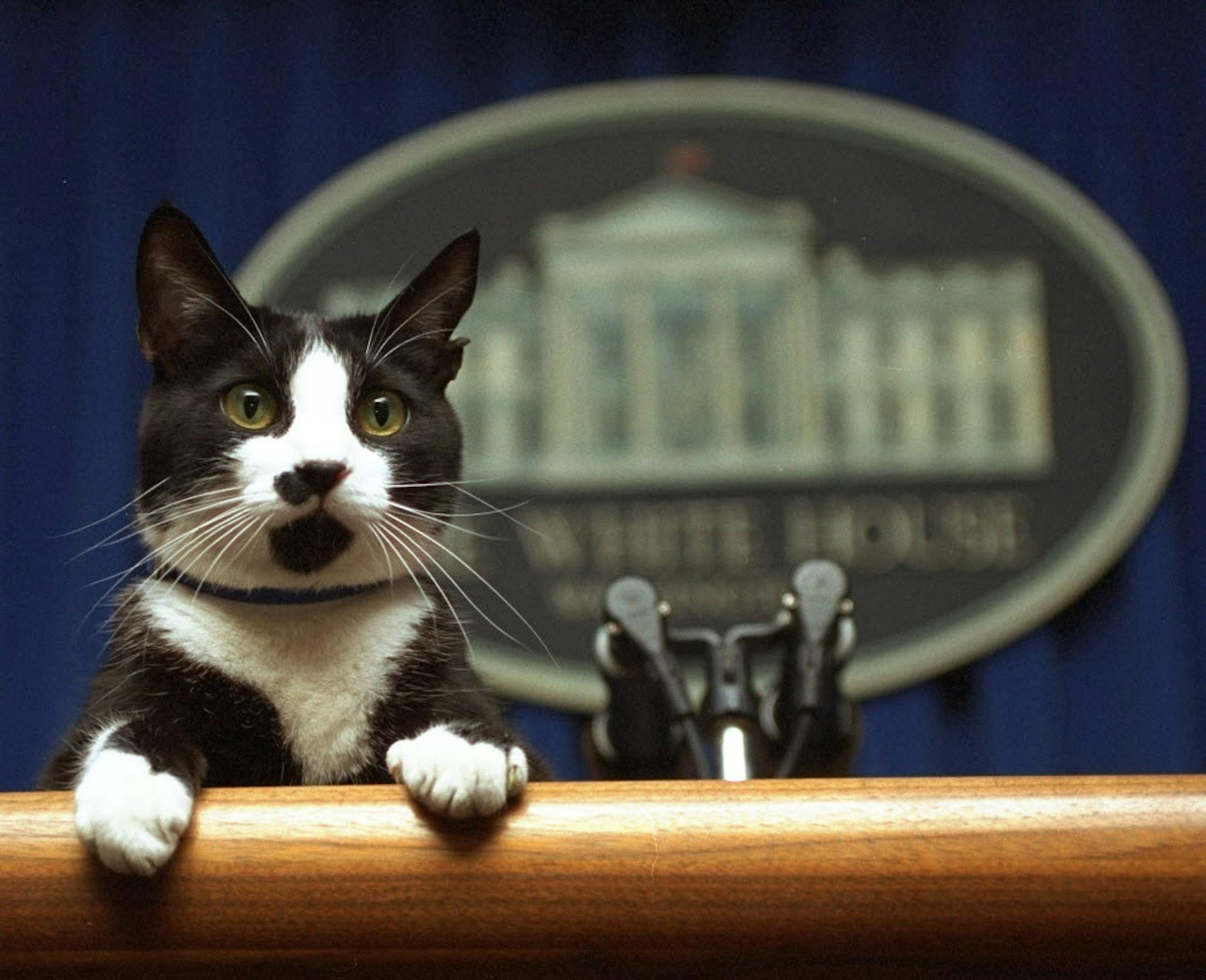 In this March 19, 1994 file photo, Socks the cat peers over the podium in the White House briefing room in Washington. Socks, the White House cat during the Clinton administration, has died. He was about 18. Socks had lived with Bill Clinton's secretary, Betty Currie, in Hollywood, Md., since the Clintons left the White House in early 2001.
