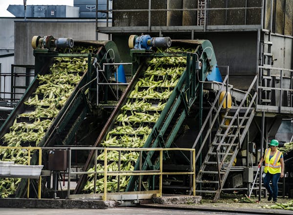Conveyor belts sent sweet corn into the Sleepy Eye Del Monte plant to be cleaned, cooked, canned and shipped to stores.